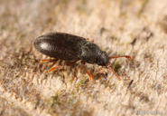 Telmatophilus typhae