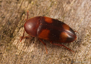 Holostrophus bifasciatus