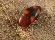 Holostrophus bifasciatus