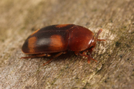 Holostrophus bifasciatus