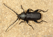 Callidium pseudotsugae