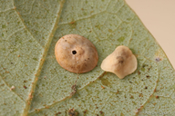 Paracraspis guadaloupensis