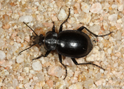 Calosoma sp.