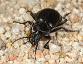 Calosoma sp.
