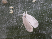 Aleyrodes spiroeoides