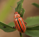 Disonycha tenuicornis