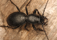 Omus californicus