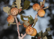 Burnettweldia plumbella