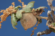 Disholcaspis simulata