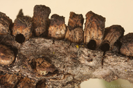 Disholcaspis mellifica