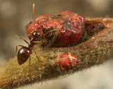 Disholcaspis mellifica