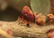 Disholcaspis mellifica