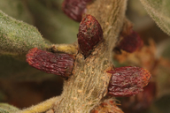 Disholcaspis mellifica