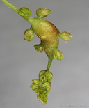 Callirhytis congregata