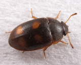 Litargus tetraspilotus