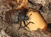 Cypherotylus californicus