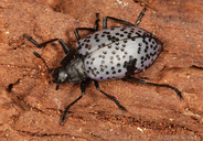 Cypherotylus californicus