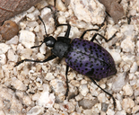 Cypherotylus californicus