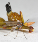 Asphondylia resinosa