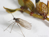 Asphondylia resinosa