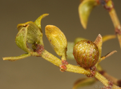 Asphondylia resinosa