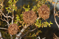 Asphondylia auripila