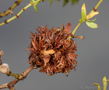 Asphondylia auripila