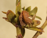 Asphondylia digitata