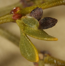 Asphondylia discalis