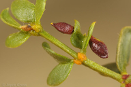 Asphondylia discalis