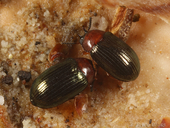 Neomida bicornis