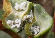 Pemphigus spyrothecae