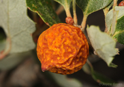 Burnettweldia plumbella