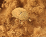 Pocadius fulvipennis