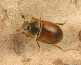 Pocadius fulvipennis