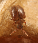 Caenocara sp.