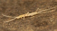 Campodeidae