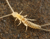 Campodeidae