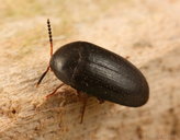 Eustrophopsis bicolor