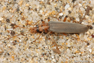 Copidita quadrimaculata