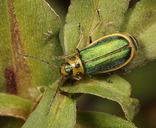 Trirhabda flavolimbata