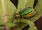 Trirhabda flavolimbata