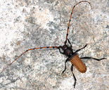 Tragidion densiventre