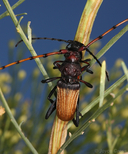 Tragidion densiventre