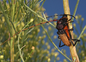 Tragidion densiventre