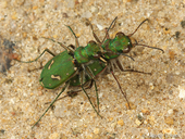 Cicindela ohlone