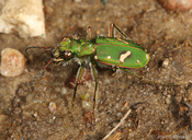 Cicindela ohlone