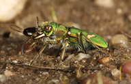 Cicindela ohlone