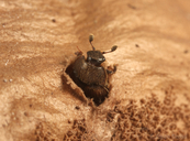 Pocadius fulvipennis