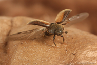 Pocadius fulvipennis
